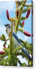 Blue Jay Watches - Acrylic Print