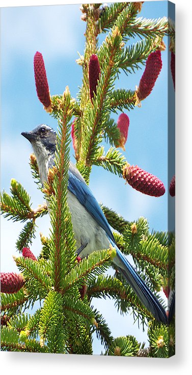 Blue Jay Watches - Acrylic Print