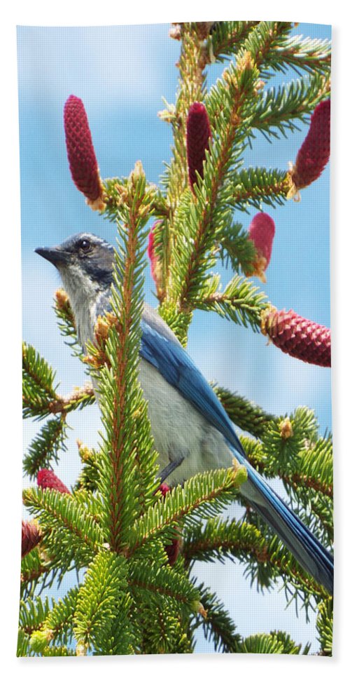 Blue Jay Watches - Bath Towel