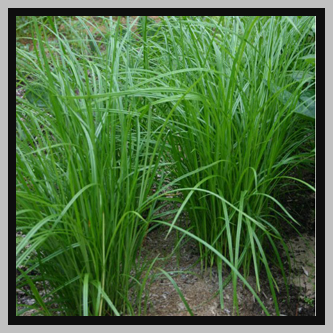 Chufa Seed 50# bag