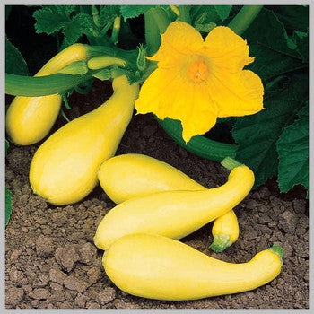 Gentry Squash (1M) Seasonal Special Order By Request SO