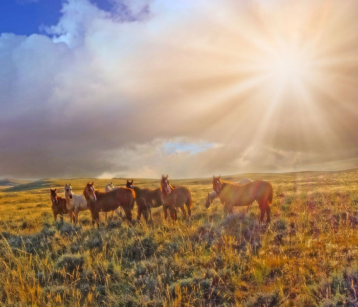 Led by the Light Canvas Print