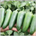 Pepper Everman F1 Seed Sold Per Thousand (M) SO Special Order by Request