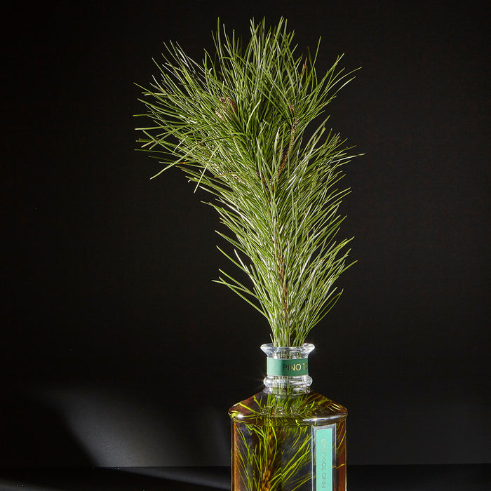 Pino Toscano - Tuscan Pine Luxury Home Fragrance Diffuser 100mL - Wilson Lee