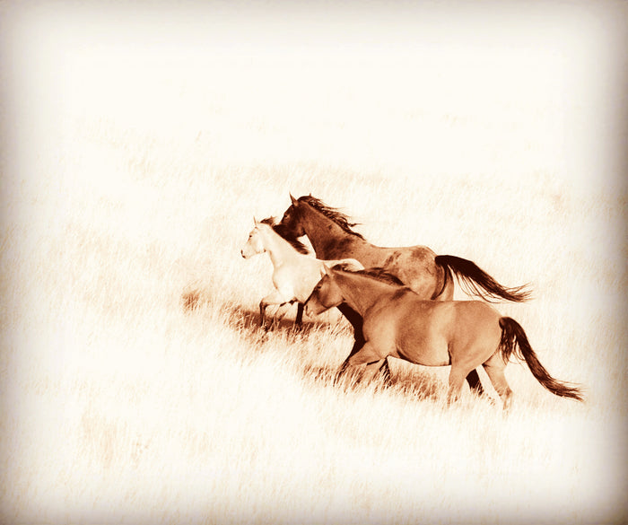 Prairie Wild Canvas Print